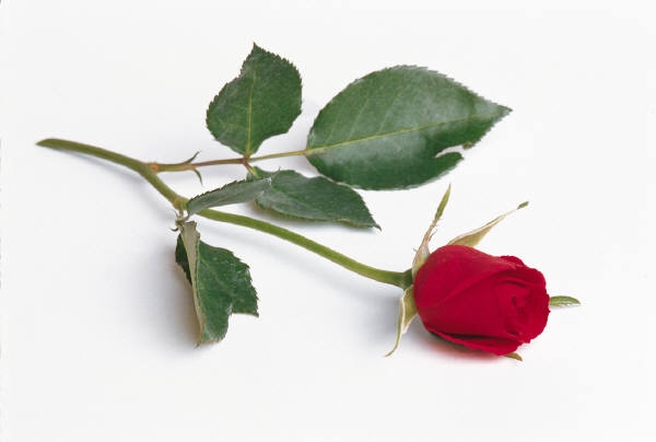 Chenery Funeral Services Ltd.